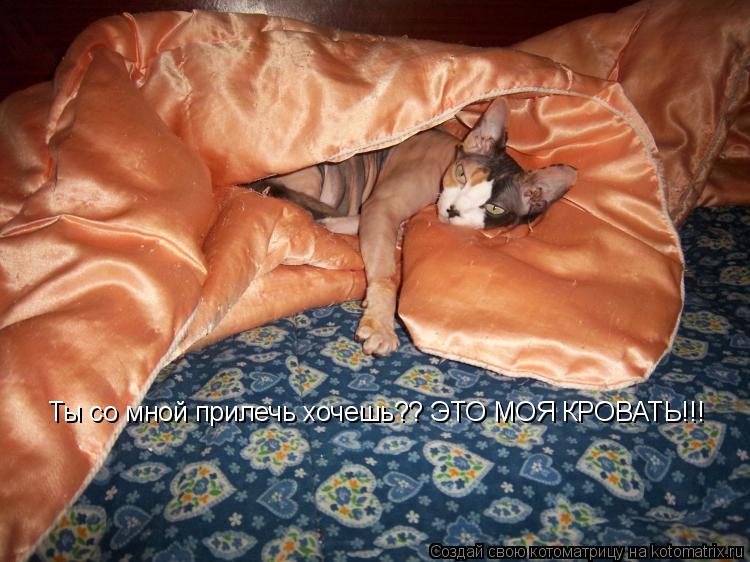 Котоматрица: Ты со мной прилечь хочешь?? ЭТО МОЯ КРОВАТЬ!!!