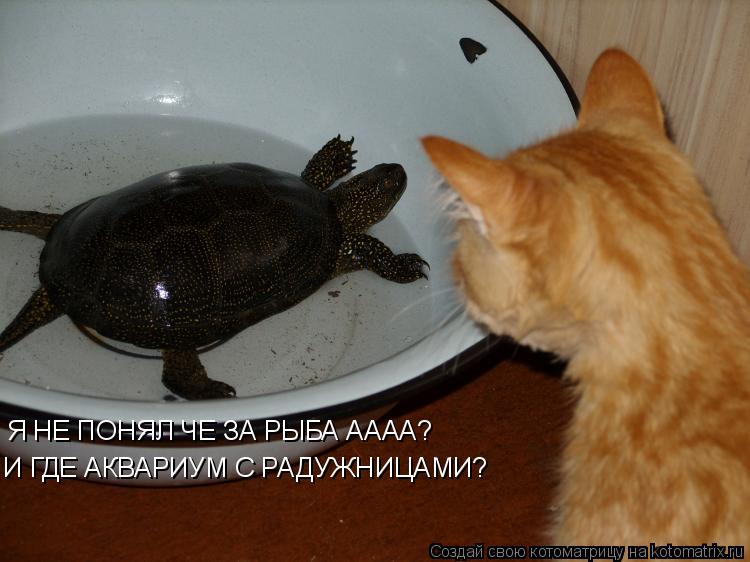 Я НЕ ПОНЯЛ ЧЕ ЗА РЫБА АААА? И ГДЕ АКВАРИУМ С РАДУЖНИЦАМИ?... Котоматрица: Я НЕ ПОНЯЛ ЧЕ ЗА РЫБА АААА? И ГДЕ АКВАРИУМ С РАДУЖНИЦАМИ?
