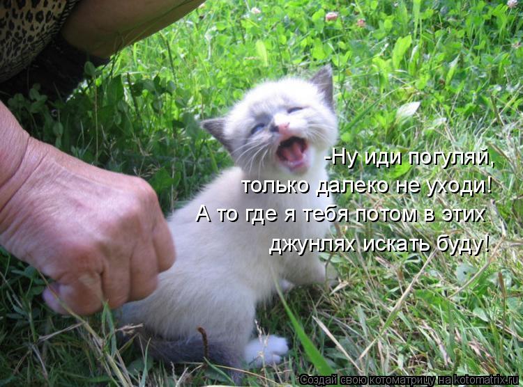 Котоматрица: -Ну иди погуляй, только далеко не уходи! А то где я тебя потом в этих джунлях искать буду!