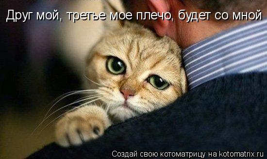 Котоматрица: Друг мой, третье мое плечо, будет со мной всегда!