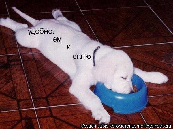 Котоматрица: удобно: ем  и сплю