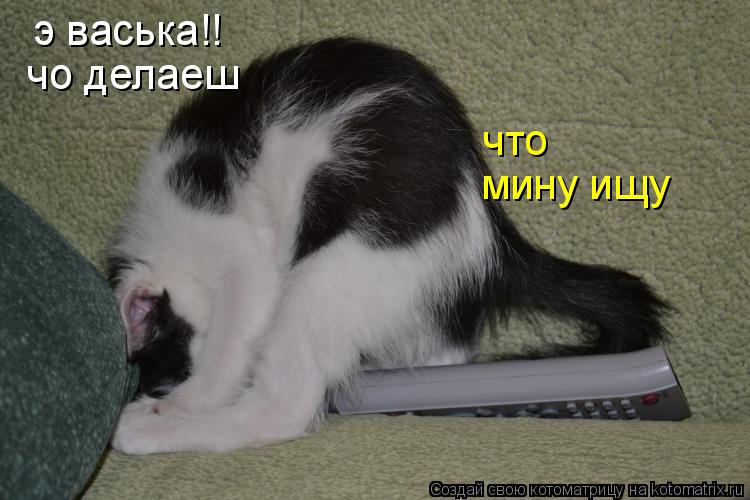 Котоматрица: э васька!! что чо делаеш мину ищу