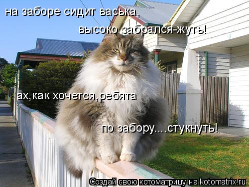 Котоматрица: на заборе сидит васька, высоко забрался-жуть! ах,как хочется,ребята по забору....стукнуть!