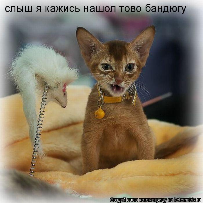 Котоматрица: слыш я кажись нашол тово бандюгу