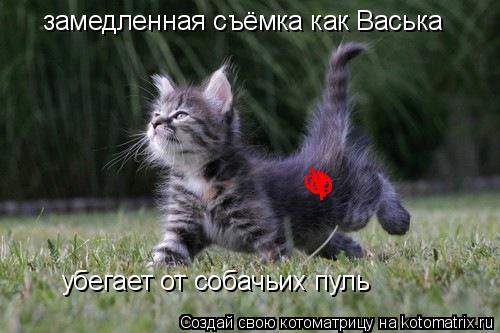 Котоматрица: замедленная съёмка как Васька  убегает от собачьих пуль ф ф ф