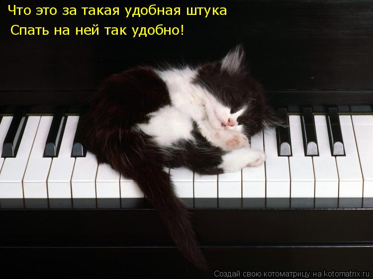 Котоматрица: Что это за такая удобная штука   Спать на ней так удобно!