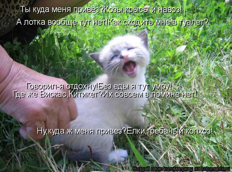 Котоматрица: Ты куда меня привез?Козы,крысы и навоз! А лотка вообще тут нет!Как сходить мне в туалет? Говорил-я отдохну!Без еды я тут умру! Где же Вискас,Ки