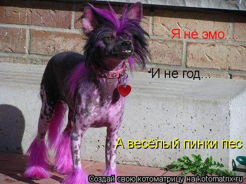Котоматрица: Я не эмо.... И не год... А весёлый пинки пес
