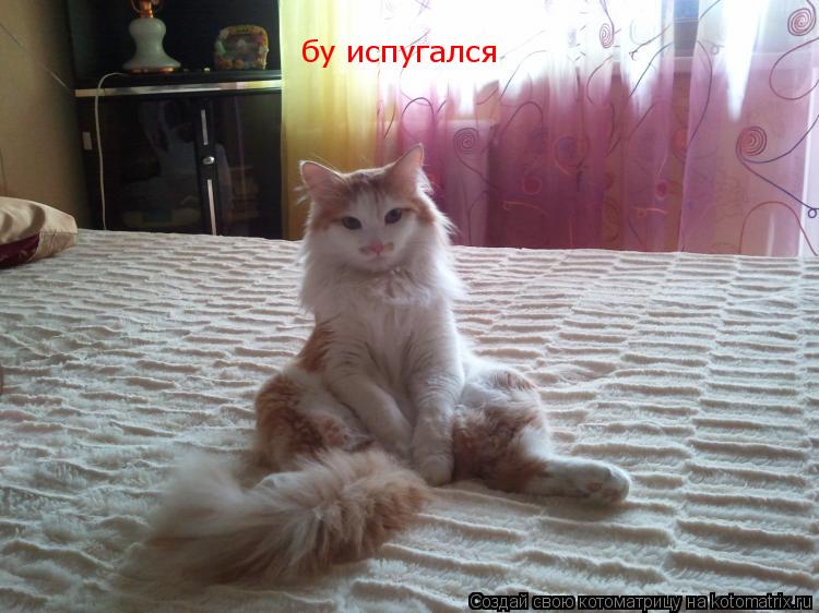 Котоматрица: бу испугался