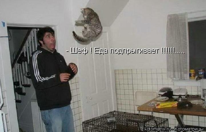 Котоматрица: - Шеф ! Еда подпрыгивает !!!!!!.....