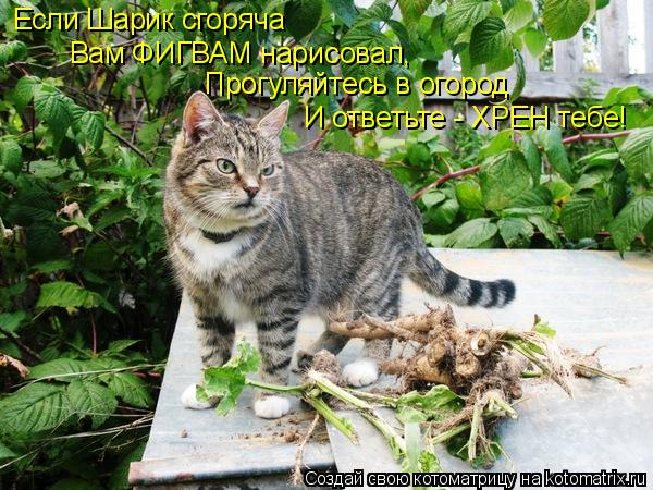 Котоматрица: Если Шарик сгоряча  Вам ФИГВАМ нарисовал, Прогуляйтесь в огород И ответьте - ХРЕН тебе!
