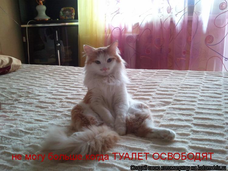 Котоматрица: не могу больше.когда ТУАЛЕТ ОСВОБОДЯТ