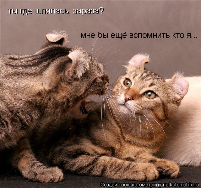 Котоматрица: ты где шлялась, зараза? мне бы ещё вспомнить кто я...