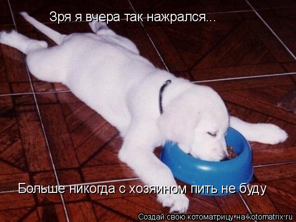 Котоматрица: Зря я вчера так нажрался... Больше никогда с хозяином пить не буду