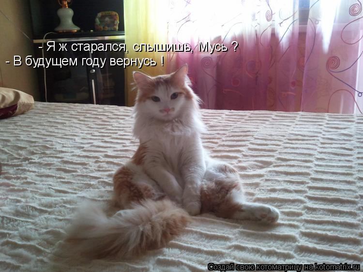 Котоматрица: - Я ж старался, слышишь, Мусь ? - В будущем году вернусь !