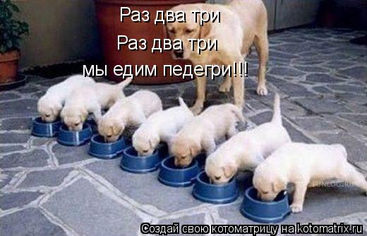 Котоматрица: Раз два три  Раз два три  мы едим педегри!!!