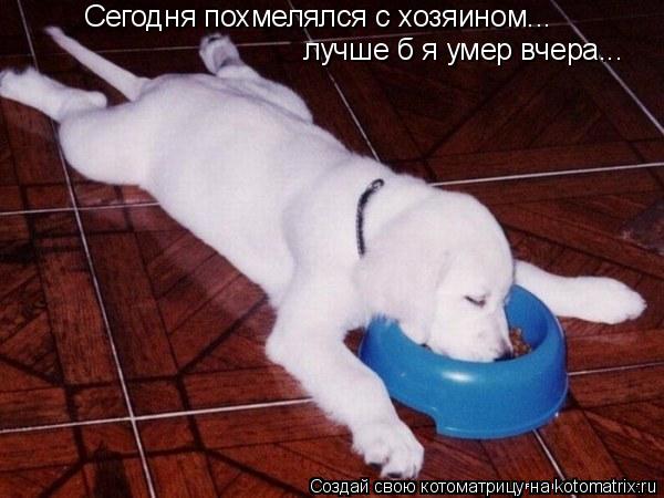Котоматрица: Сегодня похмелялся с хозяином... лучше б я умер вчера...