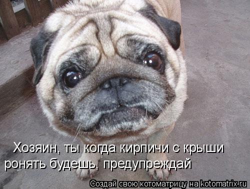 Котоматрица: Хозяин, ты когда кирпичи с крыши ронять будешь, предупреждай