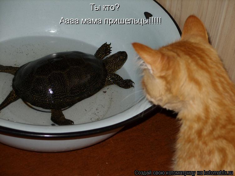 Котоматрица: Ты кто?  Аааа мама пришельцы!!!!!