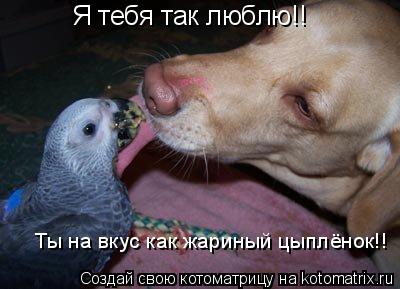 Котоматрица: Я тебя так люблю!!  Ты на вкус как жариный цыплёнок!!