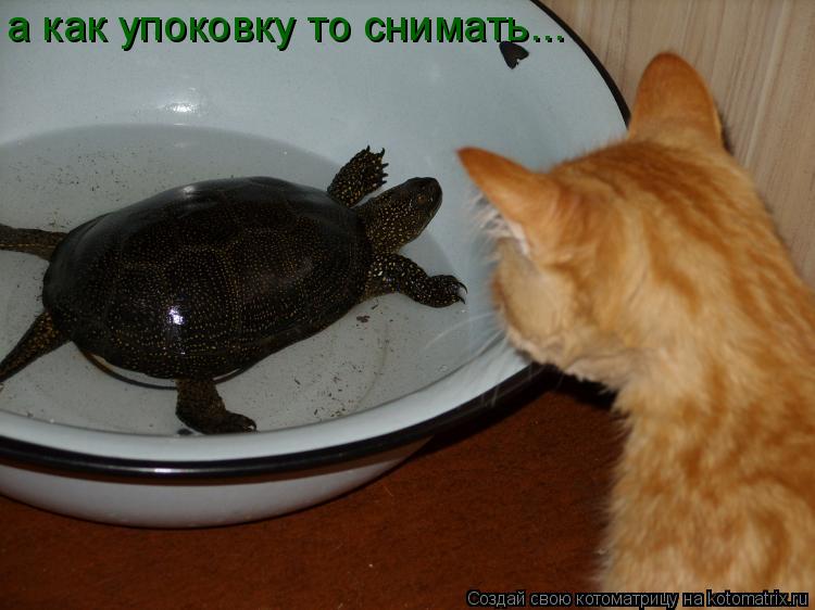 Котоматрица: а как упоковку то снимать...