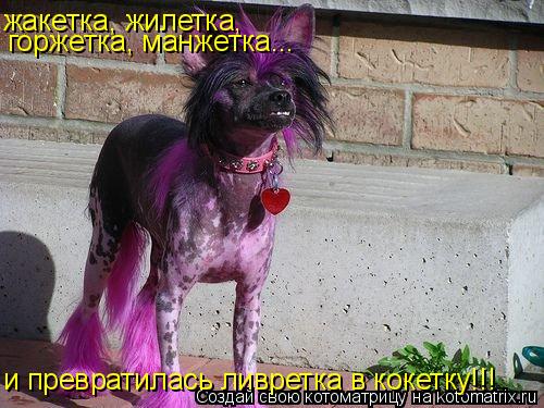 Котоматрица: жакетка, жилетка, горжетка, манжетка... и превратилась ливретка в кокетку!!!