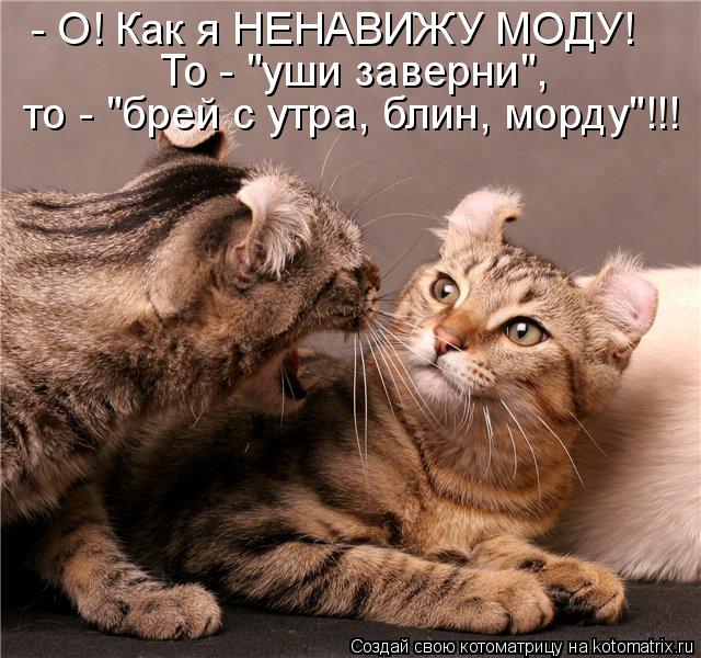 Котоматрица: - О! Как я НЕНАВИЖУ МОДУ! То - "уши заверни", то - "брей с утра, блин, морду"!!!