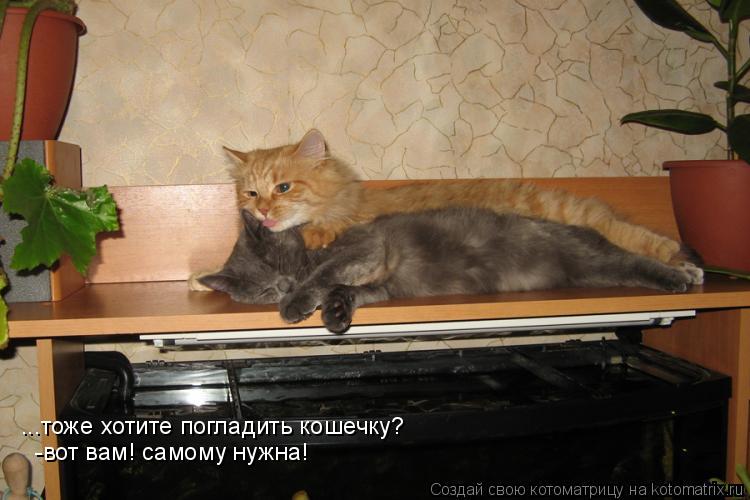 Котоматрица: ...тоже хотите погладить кошечку? -вот вам! самому нужна!