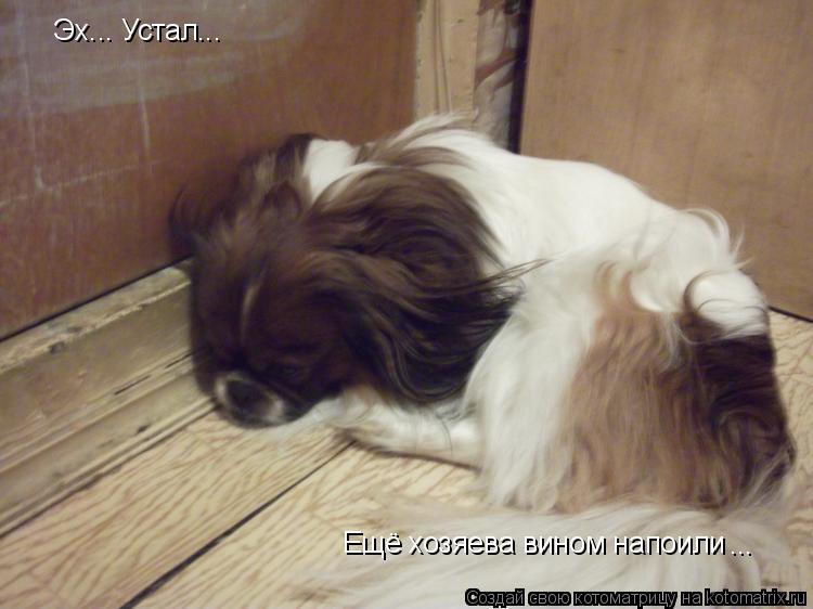 Котоматрица: Эх... Устал... Ещё хозяева вином напоили ...