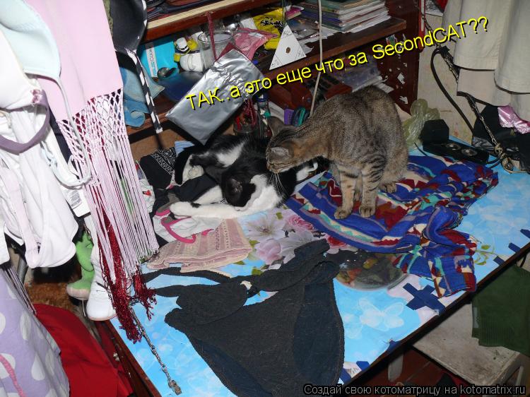 Котоматрица: ТАК..а это еще что за SecondCAT??