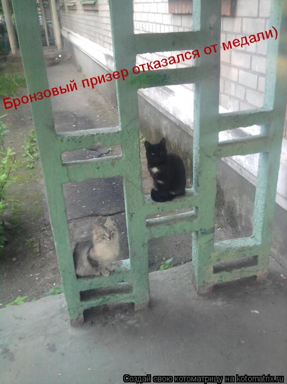 Котоматрица: Бронзовый призер отказался от медали)
