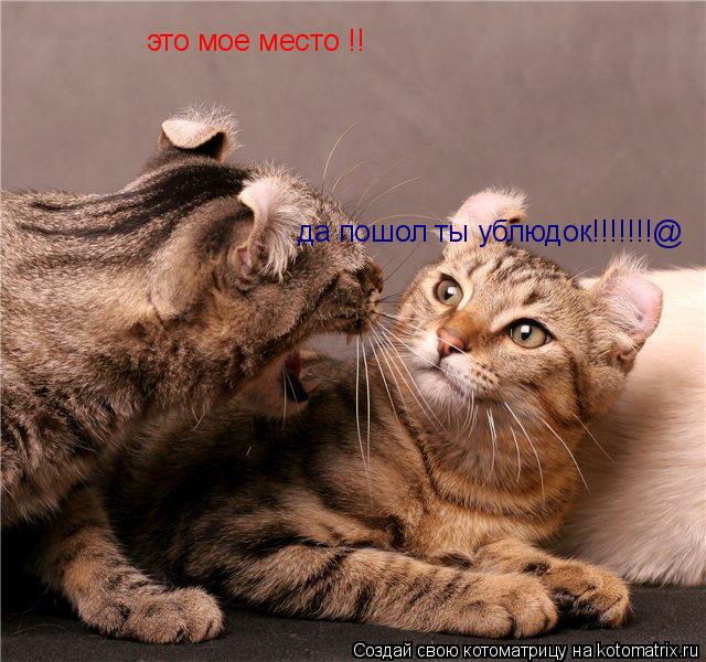 Котоматрица: это мое место !! да пошол ты ублюдок!!!!!!!@