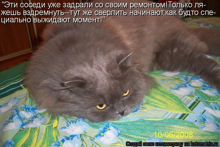 "Эти соседи уже задрали со своим ремонтом!Только ля- жешь вздремнуть--тут же сверлить начинают,как бу... Котоматрица: "Эти соседи уже задрали со своим ремонтом!Только ля- жешь вздремнуть--тут же сверлить начинают,как будто спе- циально выжидают момент!"