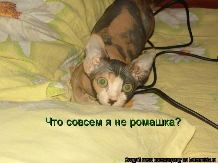 Что совсем я не ромашка?... Котоматрица: Что совсем я не ромашка?