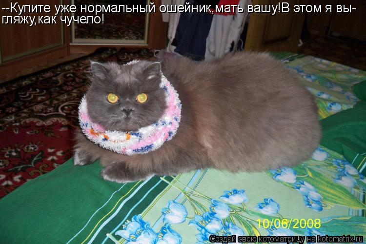 --Купите уже нормальный ошейник,мать вашу!В этом я вы- гляжу,как чучело!... Котоматрица: --Купите уже нормальный ошейник,мать вашу!В этом я вы- гляжу,как чучело!