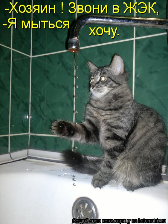 -Хозяин ! Звони в ЖЭК, -Я мыться хочу.... Котоматрица: -Хозяин ! Звони в ЖЭК, -Я мыться хочу.