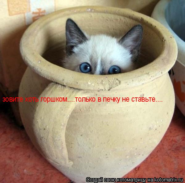 зовите хоть горшком....только в печку не ставьте....... Котоматрица: зовите хоть горшком....только в печку не ставьте....