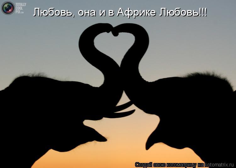 Любовь, она и в Африке Любовь!!!... Котоматрица: Любовь, она и в Африке Любовь!!!