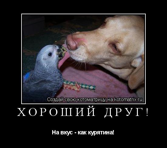 хороший друг! На вкус - как курятина!... Котоматрица: хороший друг! На вкус - как курятина!
