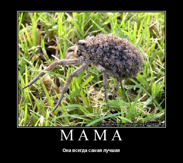 мама Она всегда самая лучшая... Котоматрица: мама Она всегда самая лучшая