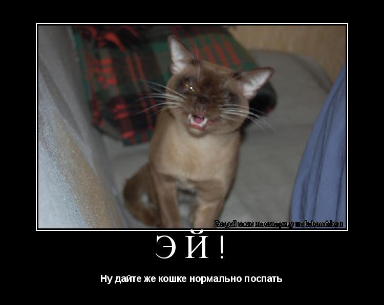 Котоматрица: Эй! Ну дайте же кошке нормально поспать