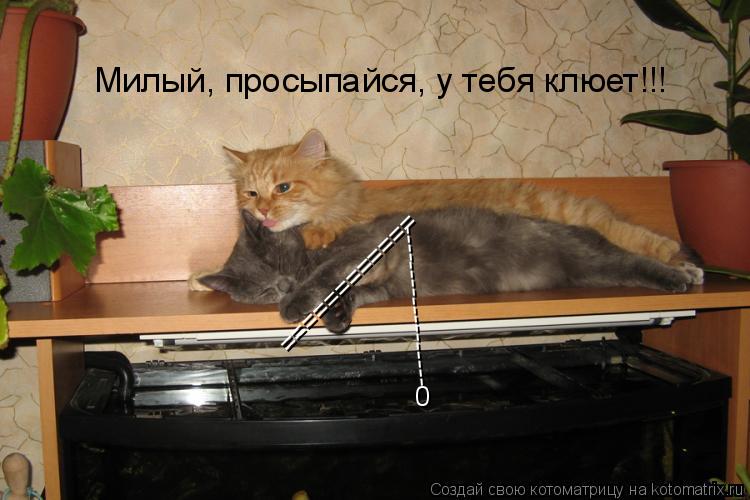 ============ ------------------ 0 Милый, просыпайся, у тебя клюет!!!... Котоматрица: ============ ------------------ 0 Милый, просыпайся, у тебя клюет!!!