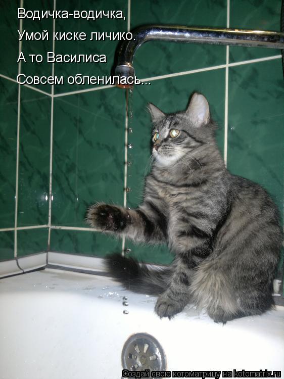 Водичка-водичка, Умой киске личико. А то Василиса Совсем обленилась...... Котоматрица: Водичка-водичка, Умой киске личико. А то Василиса Совсем обленилась...