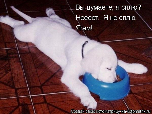 Вы думаете, я сплю? Неееет.. Я не сплю. Я ем!... Котоматрица: Вы думаете, я сплю? Неееет.. Я не сплю. Я ем!