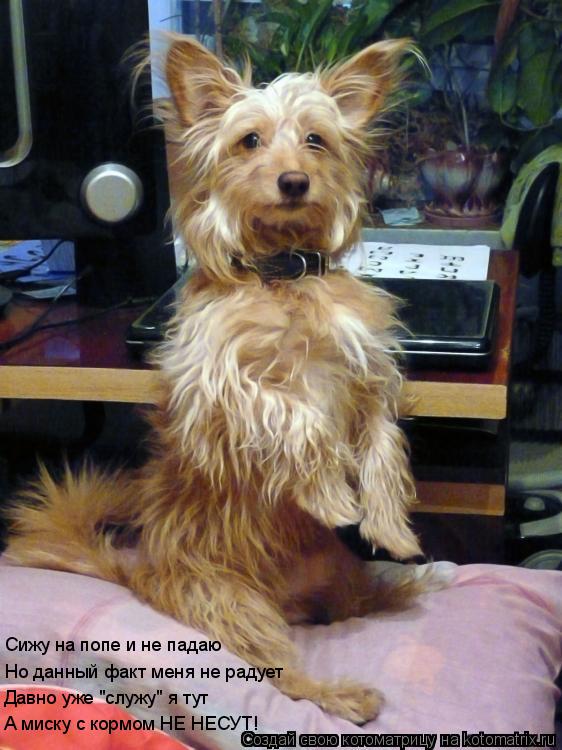 Сижу на попе и не падаю Но данный факт меня не радует Давно уже "служу" я тут А миску с кормом НЕ НЕС... Котоматрица: Сижу на попе и не падаю Но данный факт меня не радует Давно уже "служу" я тут А миску с кормом НЕ НЕСУТ!