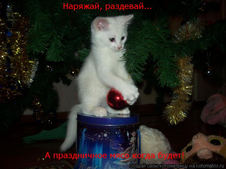 Наряжай, раздевай... А праздничное мясо когда будет!... Котоматрица: Наряжай, раздевай... А праздничное мясо когда будет!