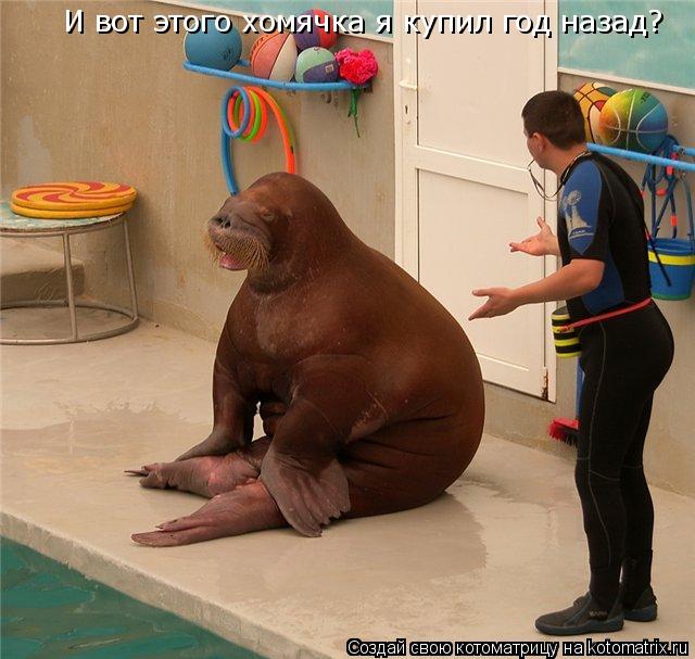 И вот этого хомячка я купил год назад?... Котоматрица: И вот этого хомячка я купил год назад?
