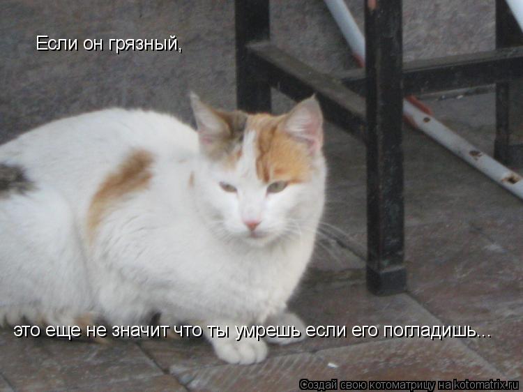 Если он грязный, это еще не значит что ты умрешь если его погладишь...... Котоматрица: Если он грязный, это еще не значит что ты умрешь если его погладишь...