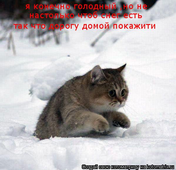 я конечно голодный ,но не я конечно голодный ,но не настолько чтоб снег есть так что дорогу домой ... Котоматрица: я конечно голодный ,но не я конечно голодный ,но не настолько чтоб снег есть так что дорогу домой покажити