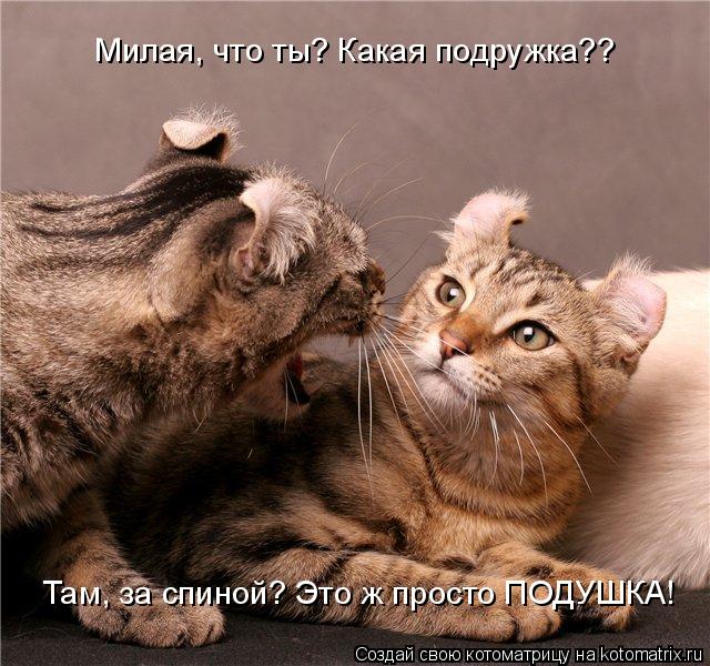 Милая, что ты? Какая подружка?? Там, за спиной? Это ж просто ПОДУШКА!... Котоматрица: Милая, что ты? Какая подружка?? Там, за спиной? Это ж просто ПОДУШКА!